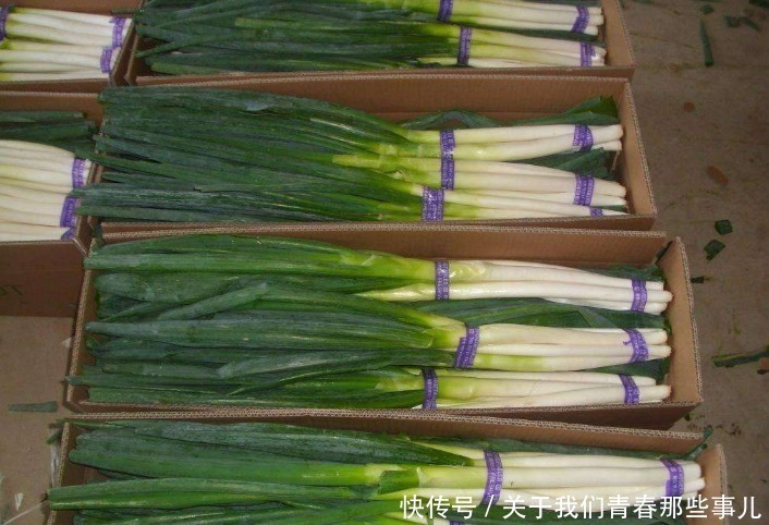 保存|保存大葱，记住2个原则，学会2个方法，3个月不坏，不干瘪不空心