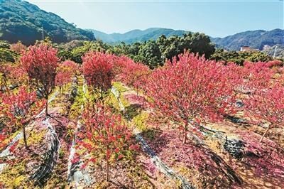 游客乡村赏花过大年