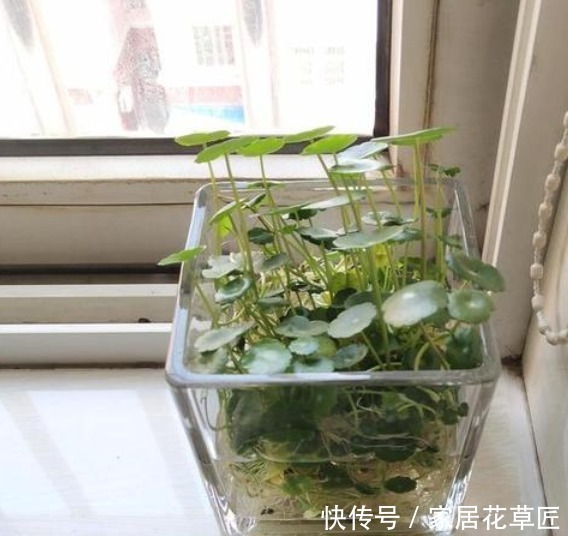 爆盆|此3种花，看起来非常难养，但其实只需“1杯水”，就能养爆盆