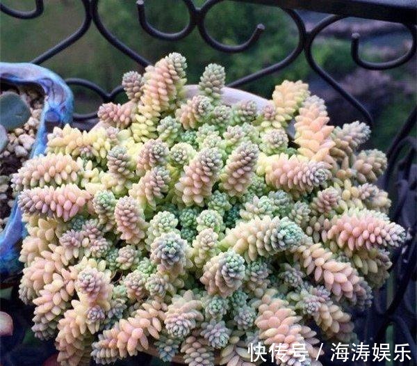 花盆|急性子养这6种“多肉”,长的快,状态美,半年就能长爆盆