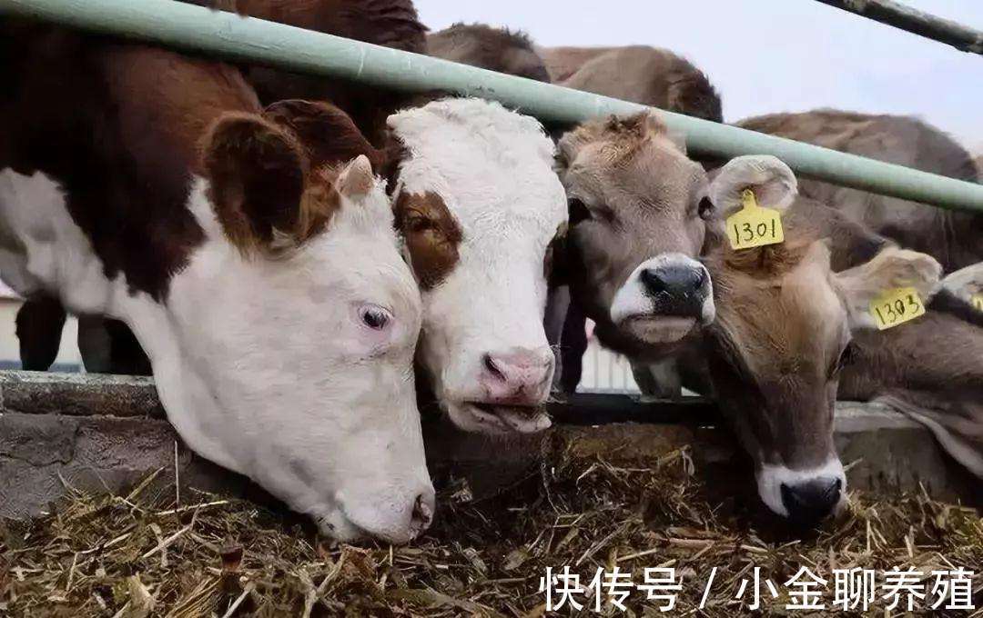 粪便|牛拉稀像拉水一样怎么办?牛拉水样腹泻怎么治?这样做可以根治