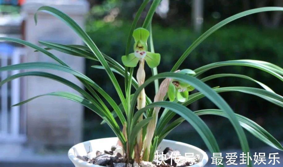 土壤|养兰花用什么植料好?给你分享几个小技巧,简单实用长得壮