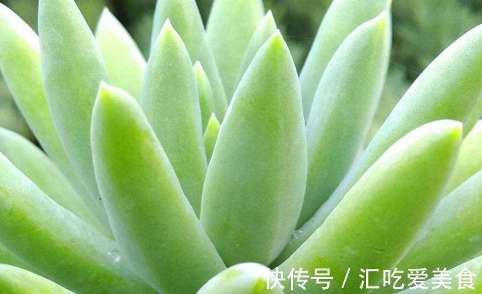 购买植物有讲究，学会5招选花技巧，再也不用担心被骗了