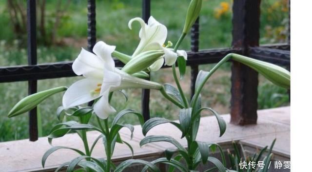 好养漂亮的“4种花”,阳台室内养一盆,浇水就长爆盆,开花不断