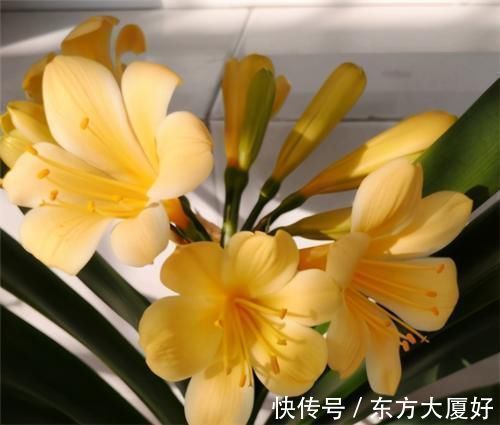 根肥|养君子兰,没事喂点“小零食”,叶绿根肥,花又大又艳