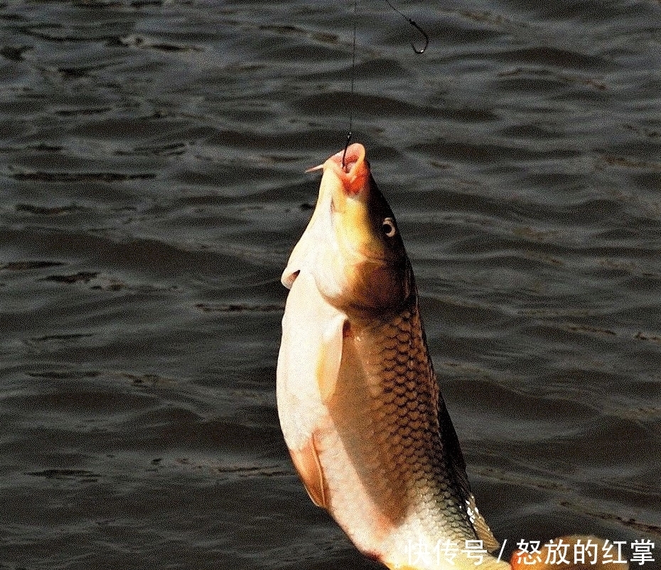 鱼乐|电子漂与普通浮漂调漂一样？夜钓是钓深钓远，还是钓近钓浅？