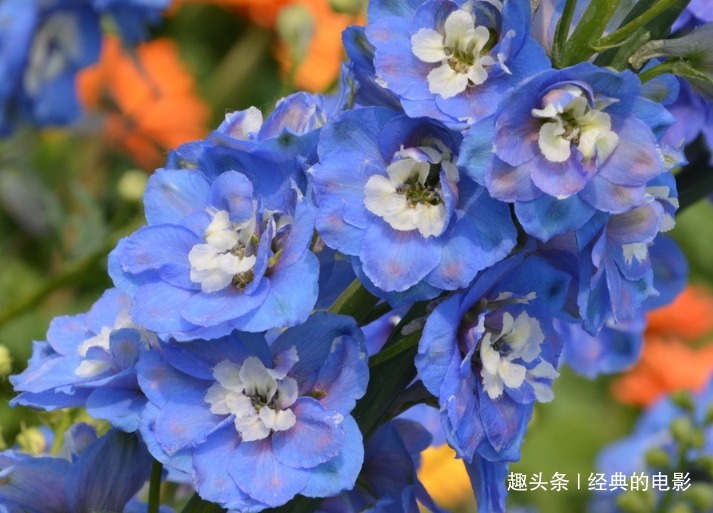 此花美丽且有韵味,好像一群小鸟在挥动翅膀,象征着幸福的环绕