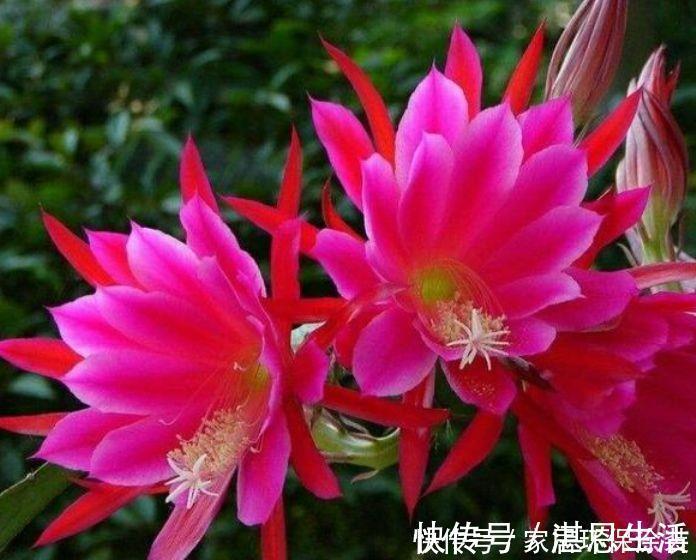 花色|懒人的最爱的5种花,沾土就活,一盆开花上百朵,超漂亮