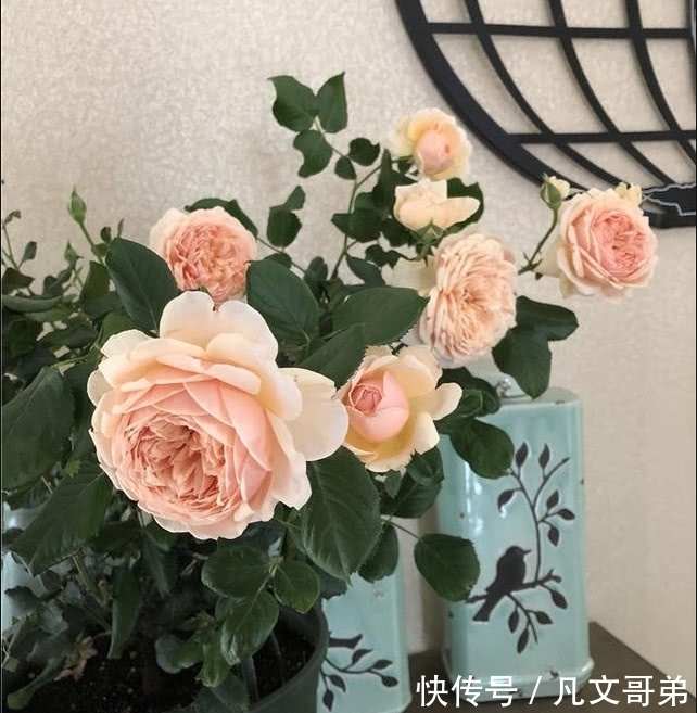赛牡丹|绿萝早该扔了,此花一开300天,浇水就能活!