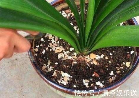 养花|生活垃圾做养花肥，再好不过，月季花用了就猛长！