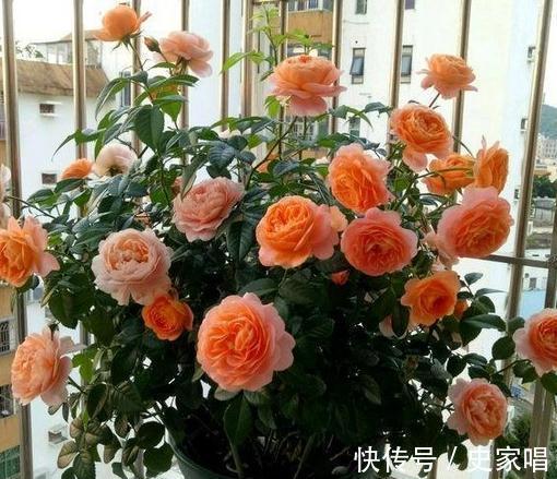 月季修剪后发芽不整齐,常见的3个原因和解决办法