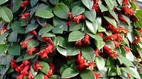 酸枣仁|失眠,成宿睡不着觉,不妨吃此物,一觉睡到大天亮