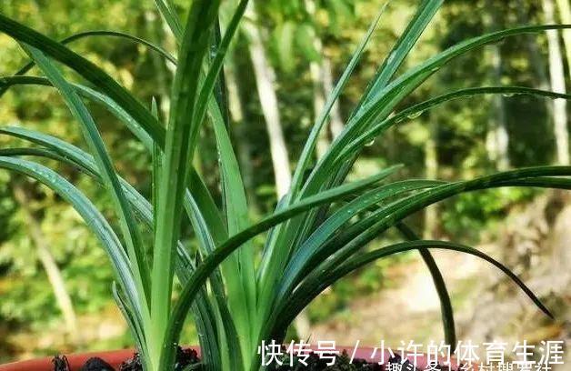 秋冬阳台养兰花,保湿是关键,可如果做错3件事,兰花喷雾会烂苗