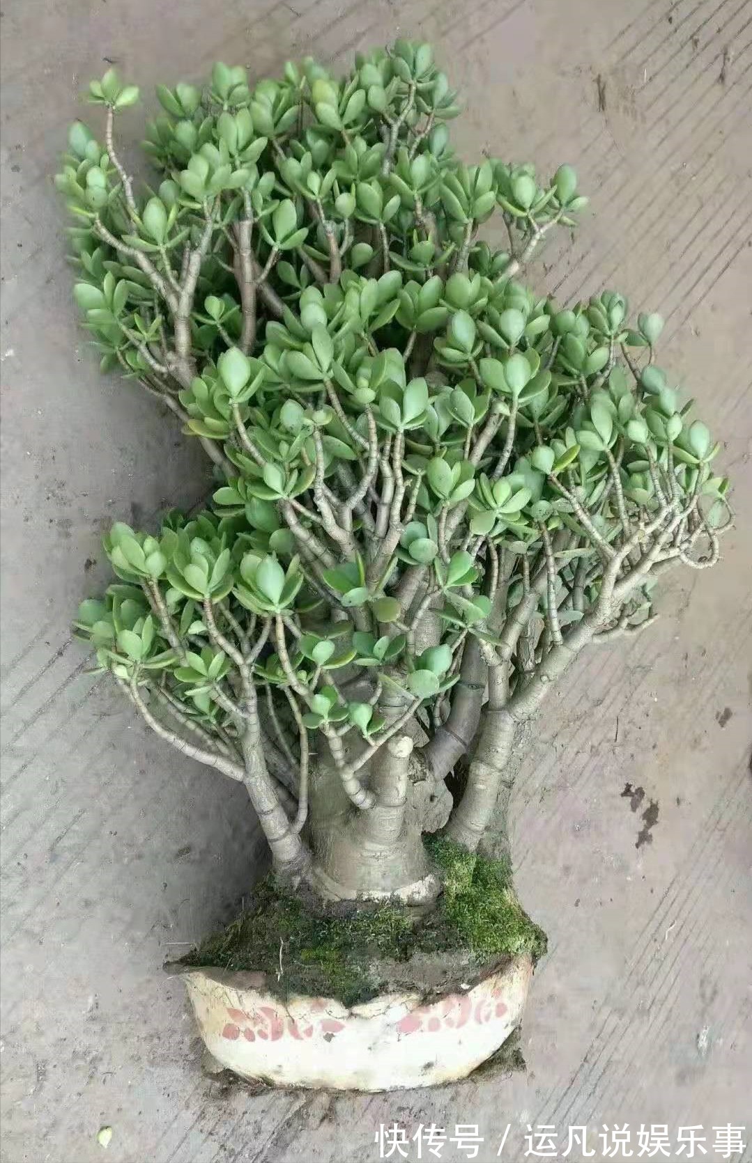 根茎部|5种漂亮花,喜欢“穷养”,挤在破盆里,能养30年