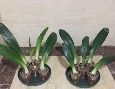 只要功夫深，君子兰照样扦插，养花牛人，用君子兰叶子扦插