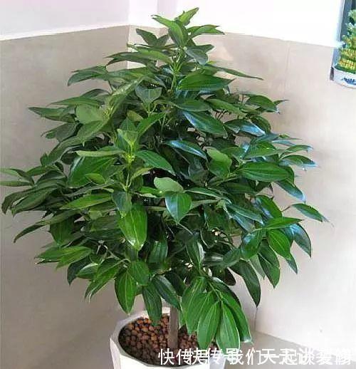 有“讲究”的人都喜欢这“3种树”,叶多枝壮,摆在家中纳福养人