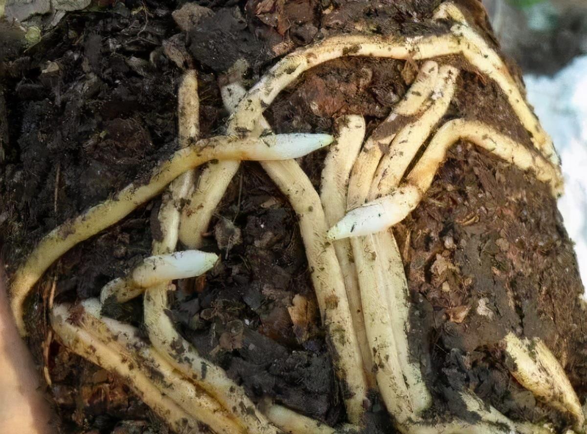 兰花忒难养?配个好土,咋养咋壮,花箭一米八,香喷喷的报岁花