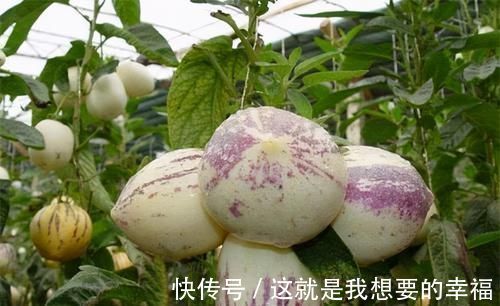 菜花|人到中年,要学会常吃3种食物,排毒清肠,美容养颜,营养又瘦身