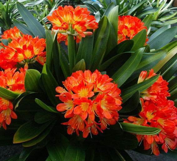 君子兰不开花大爷有“妙招”,花朵蹭蹭冒,叶片绿油像打蜡一样