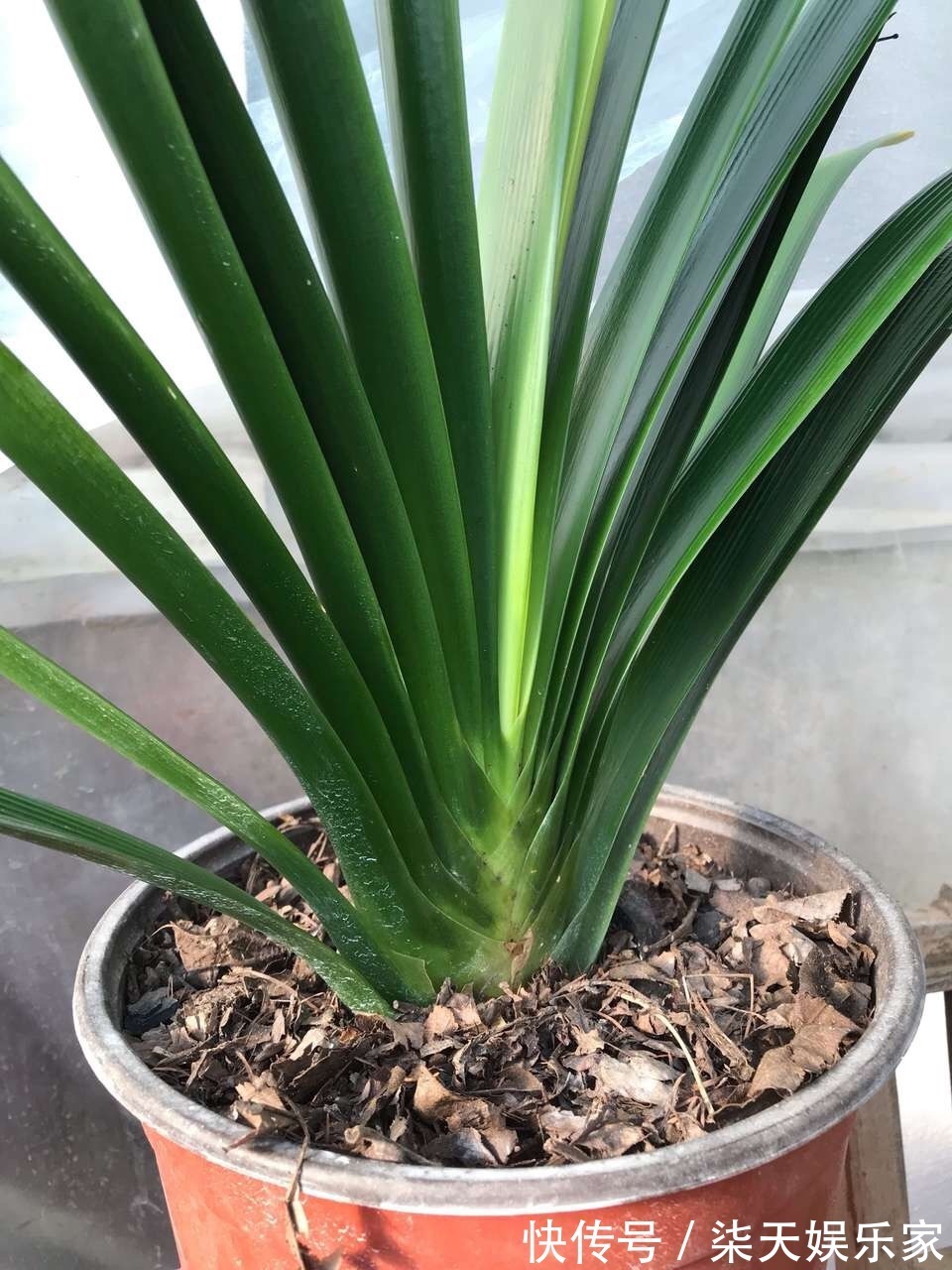 花盆出现“硬土块”,2种“松土水”七天浇一次,土壤疏松像面包