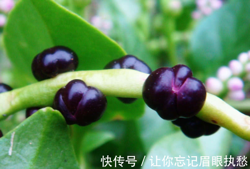 落葵|农村人管它叫“豆腐菜”，摘了煮汤味道一绝，不仅能吃还是好药材