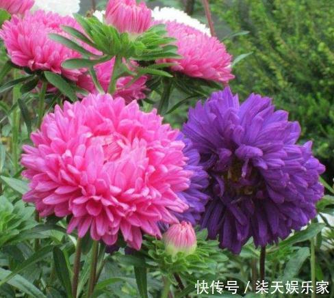 阳台上|阳台养盆“百日花”，有水狂生根、见光能爆花，天天赏“红花”