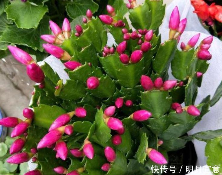 最受欢迎的“6种花”,漂亮好养,晒晒太阳就开花,特别好养