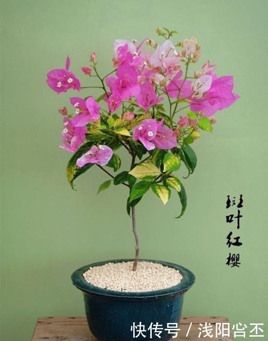 花友|养三角梅的最高境界,看得我直流口水!养三角梅的最高境界,看得我直流口水!