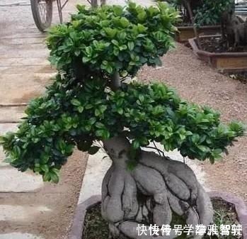 人参榕|人参榕盆景美观大气、上档次，注意4方面，养出千奇百怪的造型！