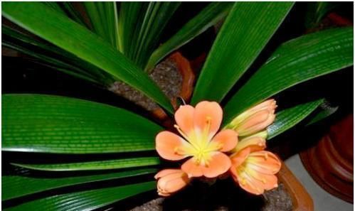 茉莉酸|养花也要用点药，每次只需1粒，不黄叶，不烂根，新叶蹭蹭长