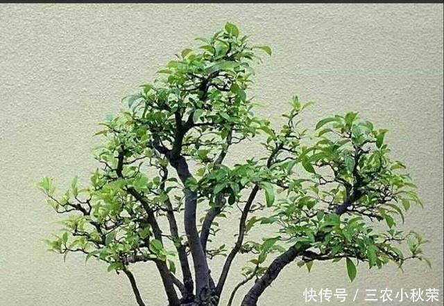 制作丛林式盆景一定要注意这几个问题
