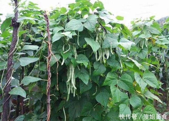 夏天,用它包饺子,又香又嫩,1元钱一斤,比韭菜茴香还好吃