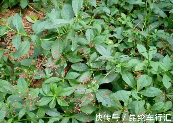 野花野草|农村几种野菜，切记不要连根拔，只摘叶子吃就好，当今价值太珍贵