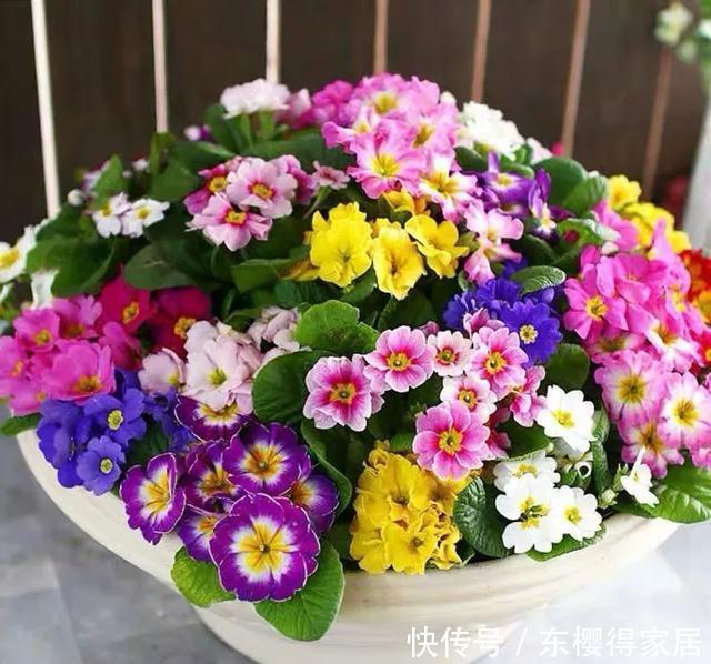 漂亮|12月在家养盆报春花,开花多又美,繁花似锦,漂亮极了