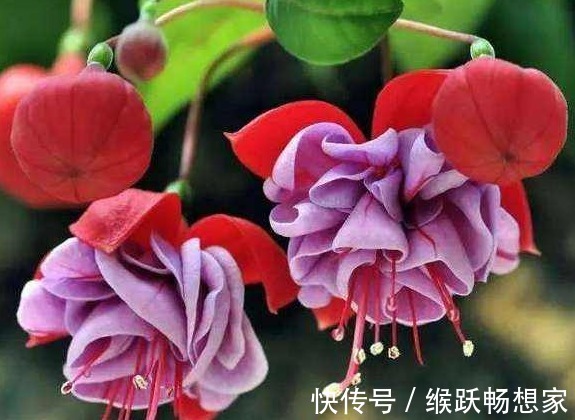 枝条|家有小院,种这些耐旱植物,沾点水就爆盆,懒人超好养,绚丽多彩