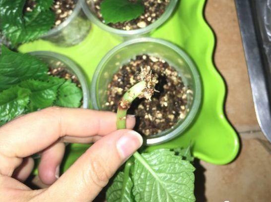 你还买这10种花别再乱花钱了,摘个叶子回家,过几天就变小苗了