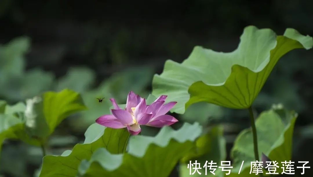 北大|北大的夏，等你的荷