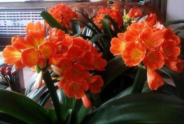 养花施肥篇这些垃圾可变废为宝,成为盆栽植物的''催化剂''