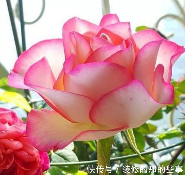 养花就养4种花,家里养一盆,开花漂亮花期长,谁养谁上瘾