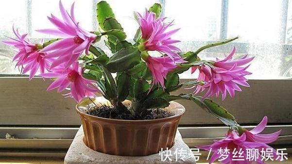 蟹爪兰叶片软趴趴怎么办从3方面对症处理,冬春花开爆满盆