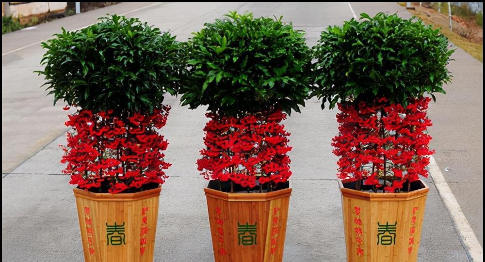 五种“旺宅花”，适合养客厅，一种比一种好养，一个比一个好看