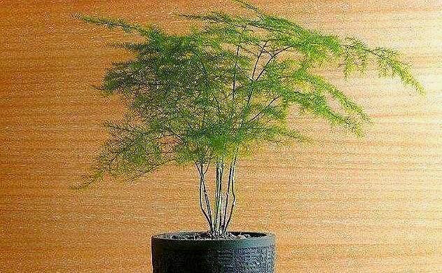 养文竹就用“它”,盆里埋几粒,不花钱效果好,“疯长”拦不住