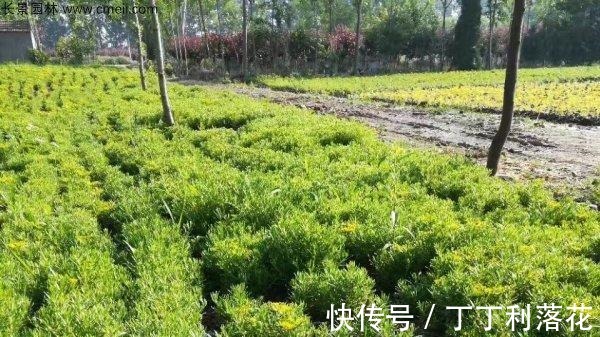 佛甲草|佛甲草能长多长！