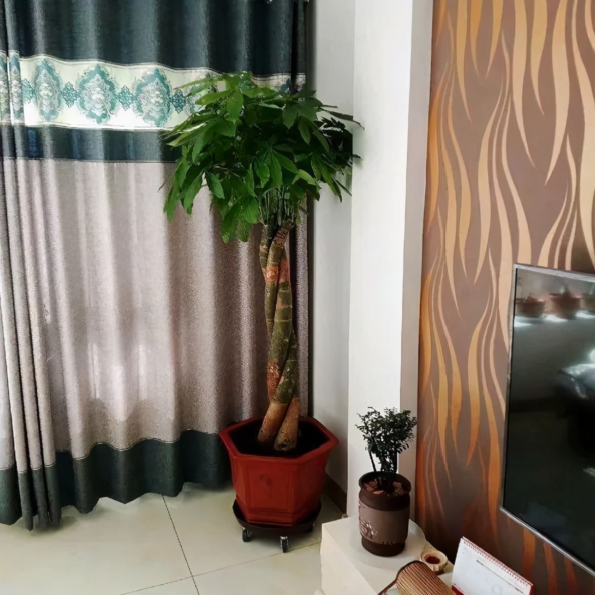 竹芋|11月，千万别买这种花，养不活惹一肚子气