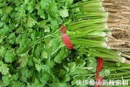 香菜|香菜虽好,但不是人人都能吃,此类人吃了对身体不好,得忌口