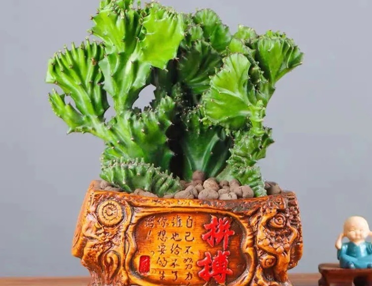 盆景|盆栽植物“玉麒麟”，什么来头室内养护有讲究