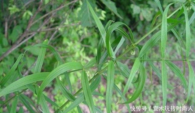 李时珍称它为“气血双补之王”,除风湿,强筋骨,润心肺,抗衰老!