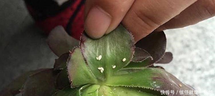 用最简单的方法,杀最难缠的多肉虫害,轻松杀灭蚧壳虫和小黑飞!