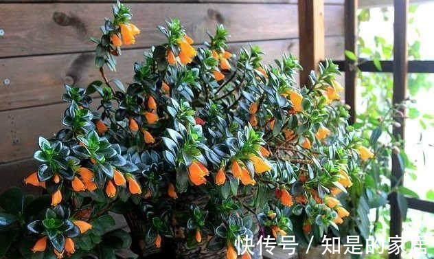 浇水|适合新手小白养的“吊兰花”,盆栽注意6点,花艳叶绿,长得好