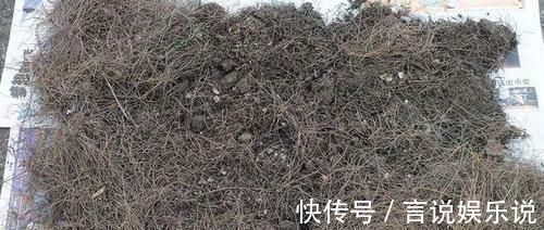 排水|养花不死,全靠盆土,用这个土养花,能活几十年